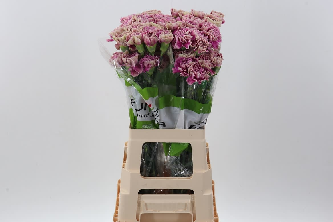 Срезанные цветы оптом Dianthus st antigua от 80шт. из Голландии с доставкой по России