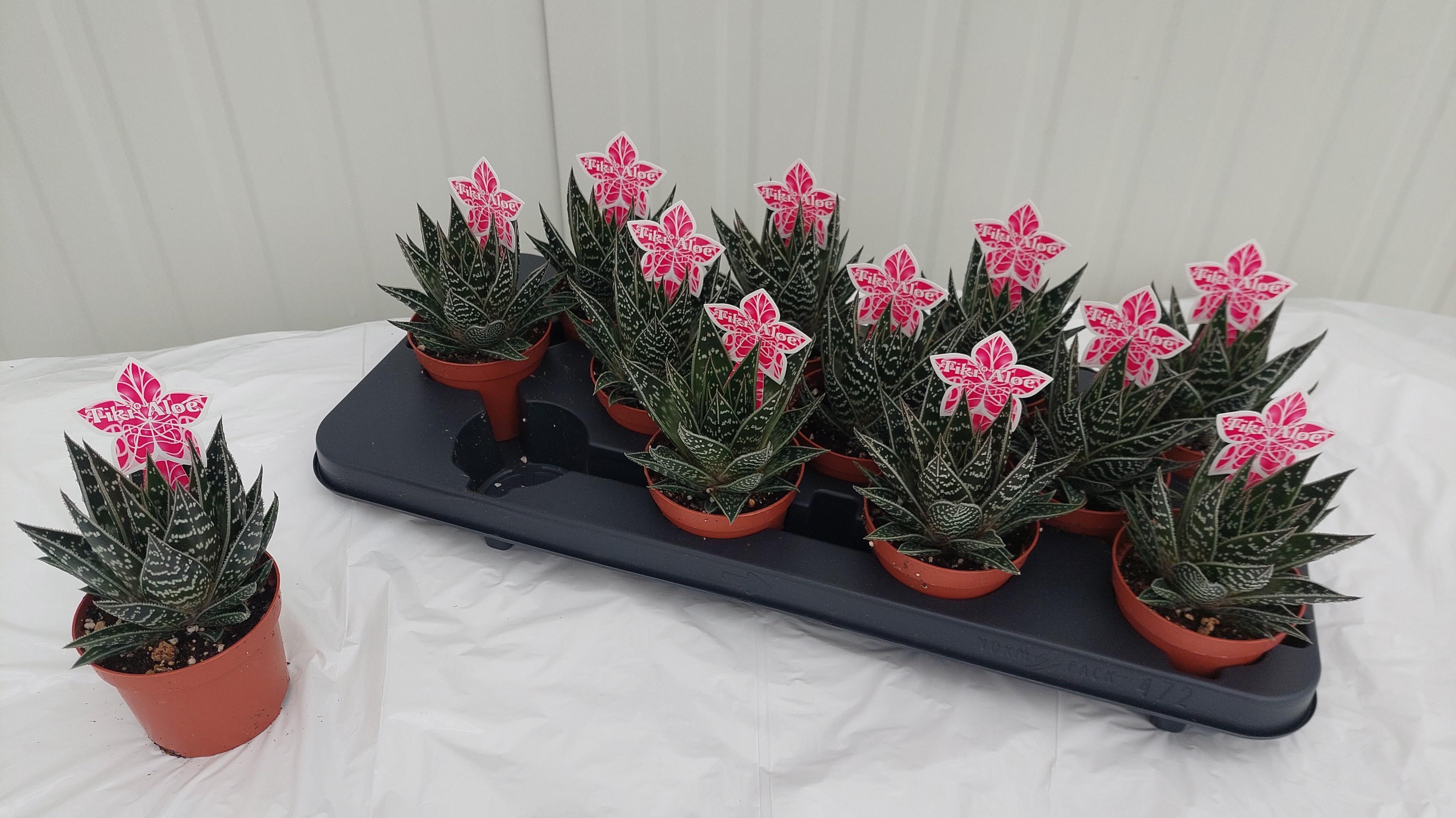 Горшечные цветы и растения оптом Aloe Tiki Tahi от 12шт (для телеги) из Голландии с доставкой по России