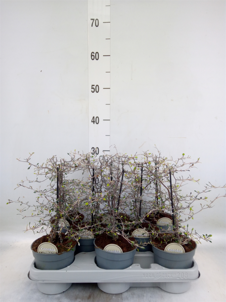 Горшечные цветы и растения оптом Corokia Cotoneaster от 8шт из Голландии с доставкой по России