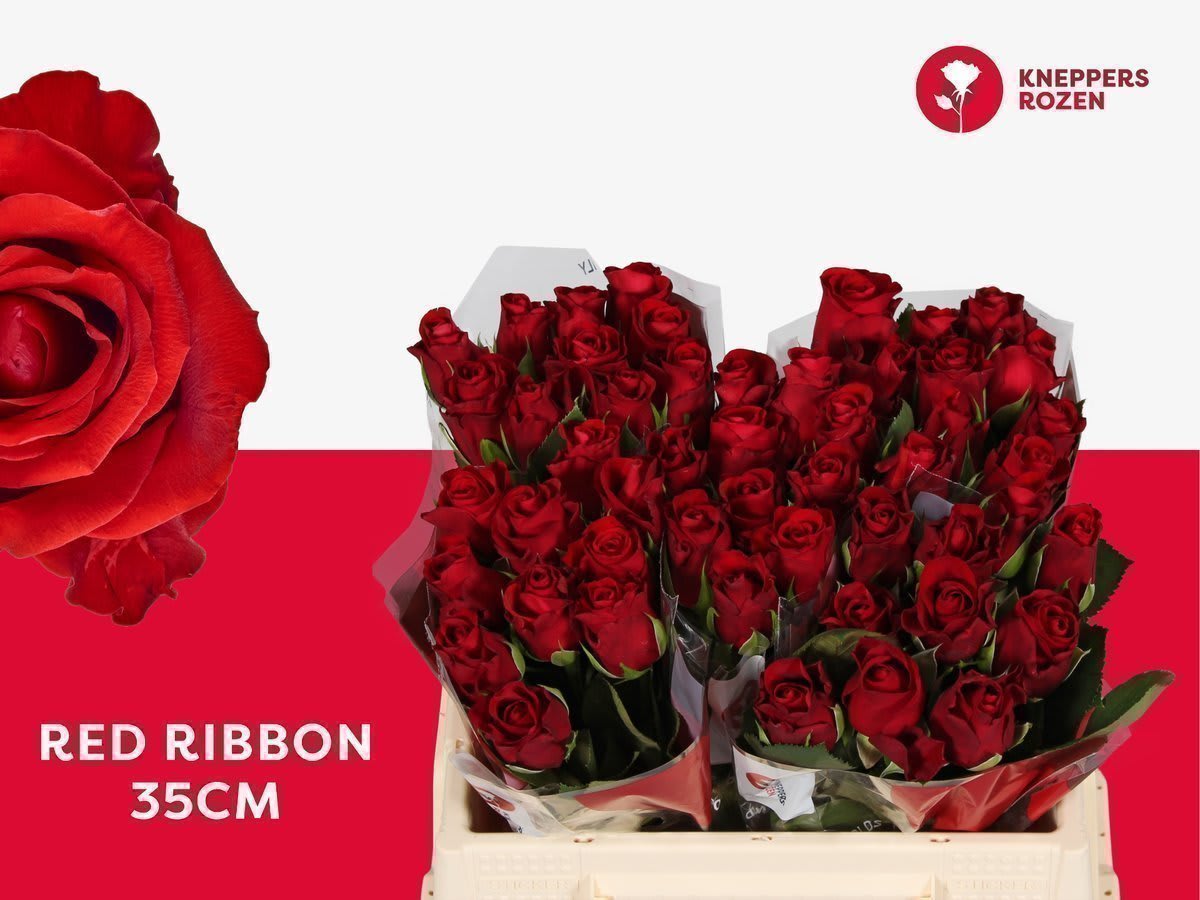 Срезанные цветы оптом Rosa large red ribbon от 50шт из Голландии с доставкой по России