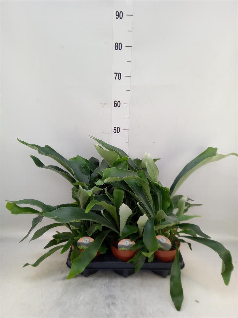 Горшечные цветы и растения оптом Platycerium Bifurc. от 6шт из Голландии с доставкой по России