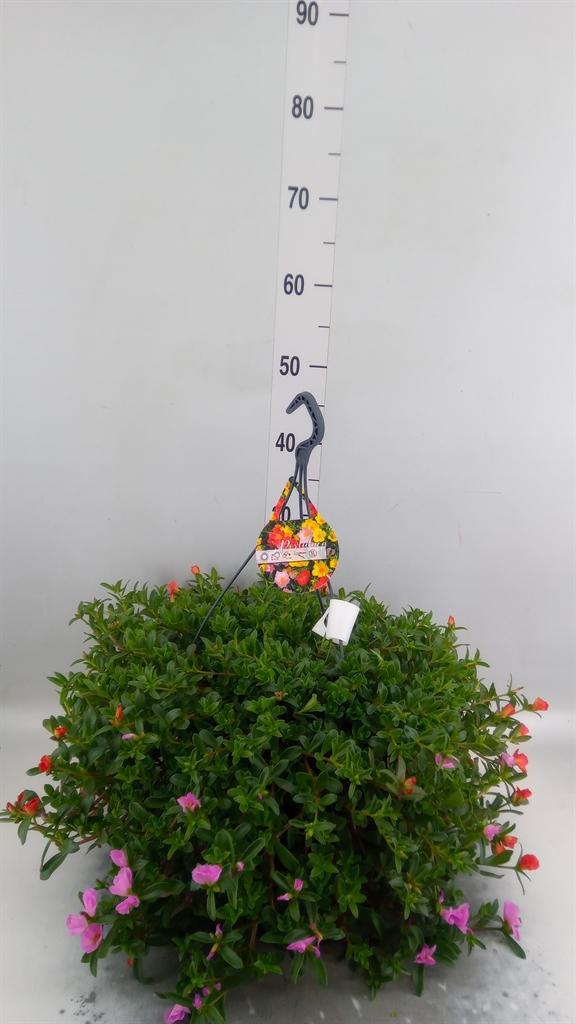 Горшечные цветы и растения оптом Portulaca   ...mix In Pot от 1шт из Голландии с доставкой по России