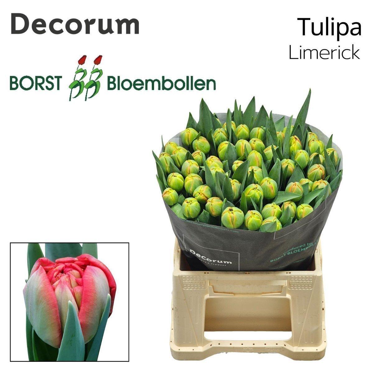 Срезанные цветы оптом Tulipa do limerick от 50шт из Голландии с доставкой по России