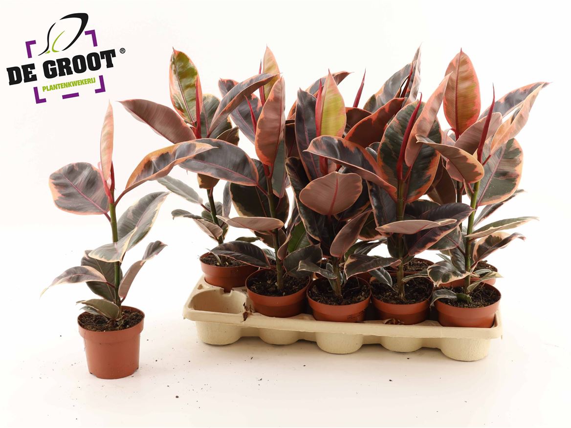 Горшечные цветы и растения оптом Ficus El Belize от 10шт из Голландии с доставкой по России