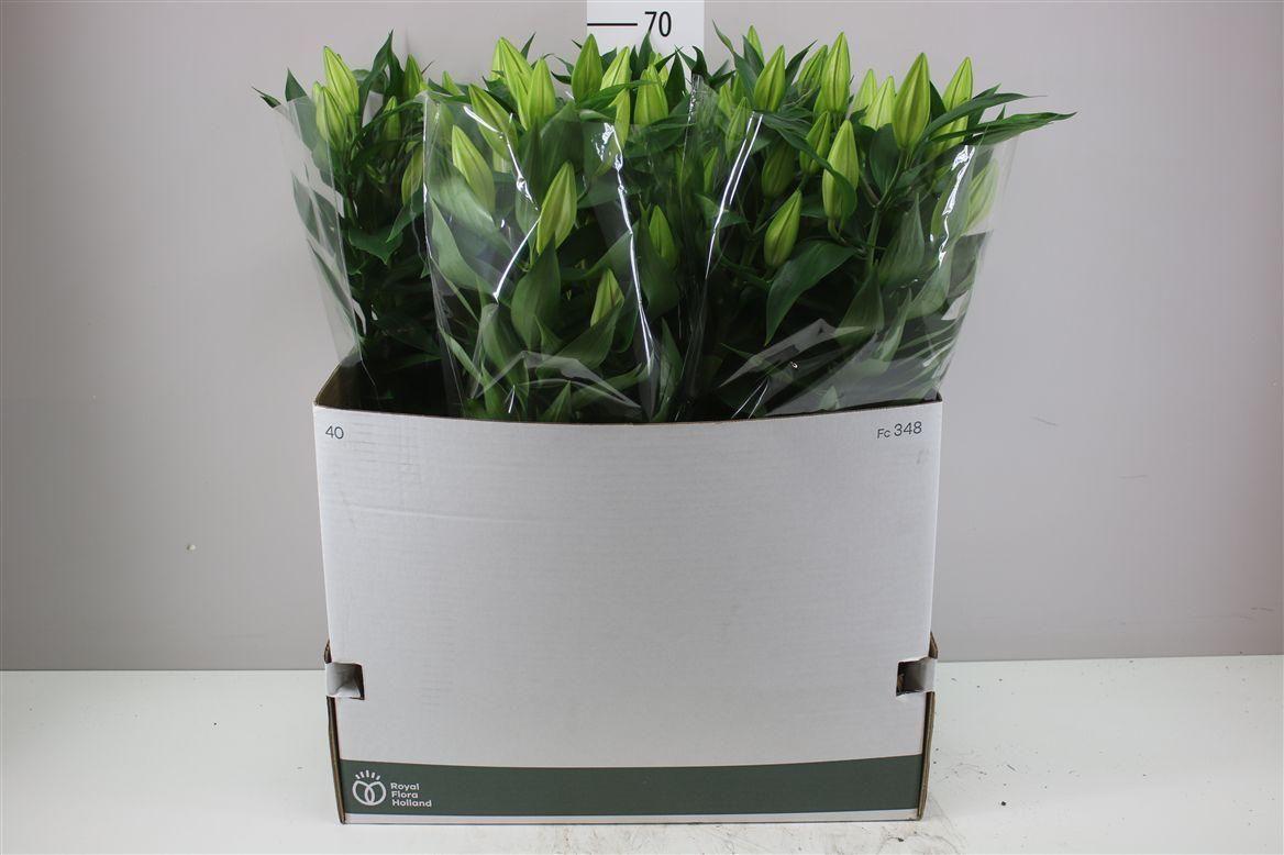 Горшечные цветы и растения оптом Lil Or After Eight 5pp Roze от 5шт из Голландии с доставкой по России