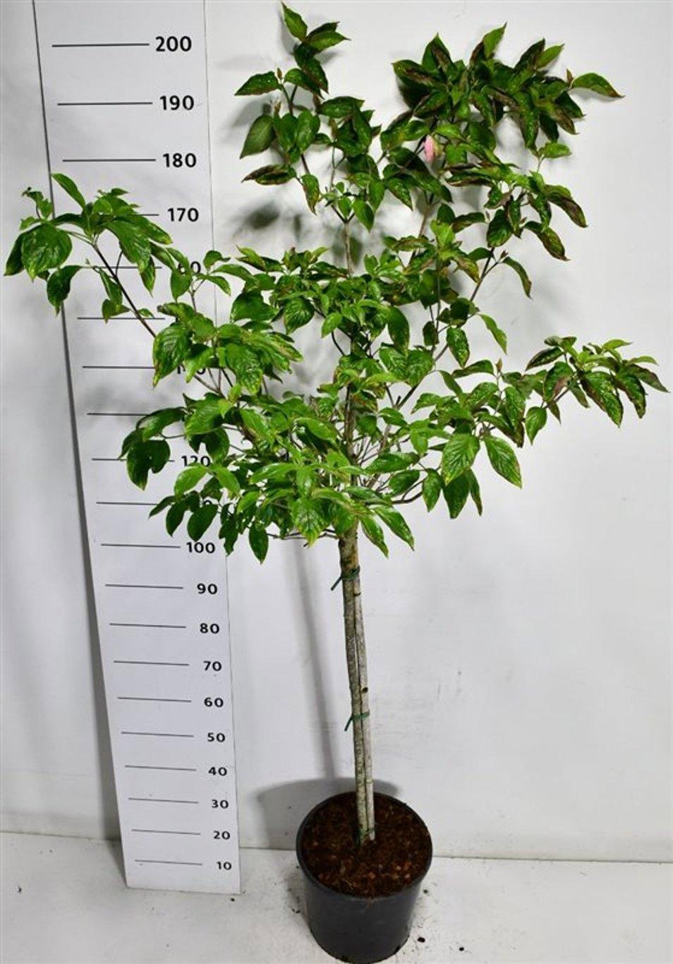 Горшечные цветы и растения оптом Cornus Florida Rubra от 1шт из Голландии с доставкой по России