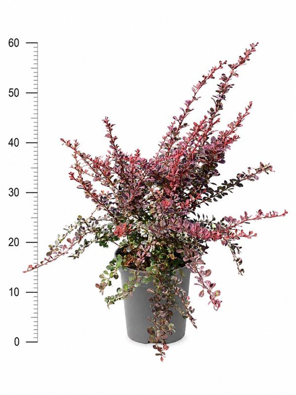 Горшечные цветы и растения оптом Berberis Thunb. rose Glow от 1шт из Голландии с доставкой по России