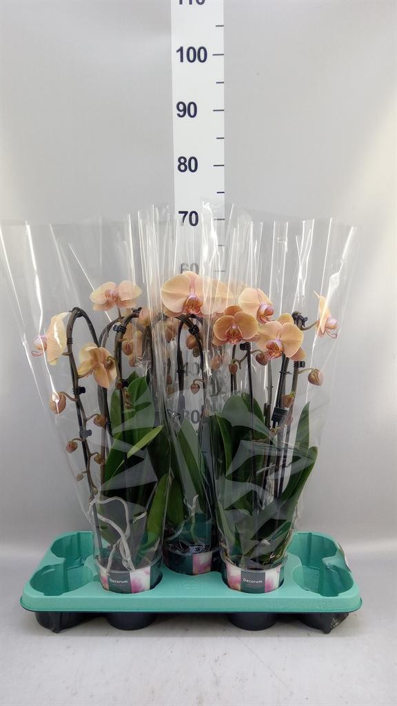 Горшечные цветы и растения оптом Phalaenopsis ... A от 5шт из Голландии с доставкой по России
