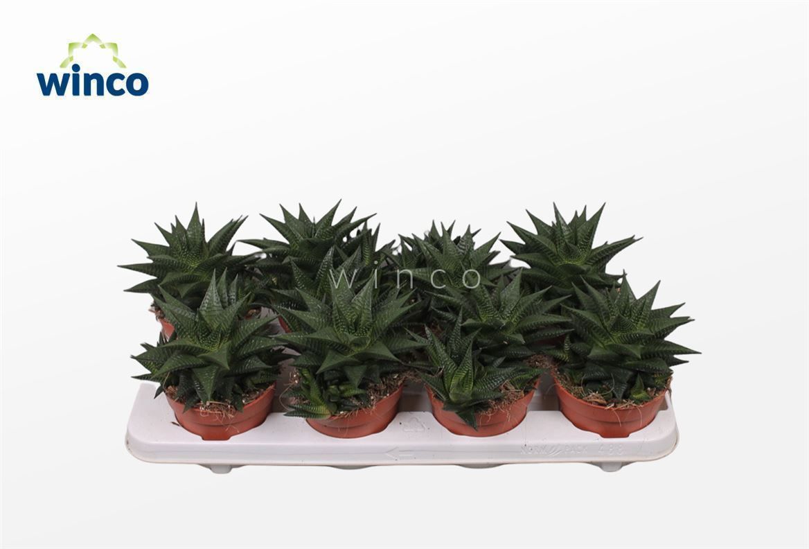 Горшечные цветы и растения оптом Haworthia Limifolia от 8шт из Голландии с доставкой по России