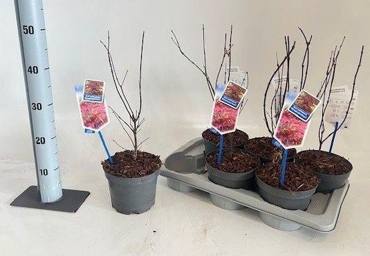 Горшечные цветы и растения оптом Acer Pa Atropurpureu от 6шт из Голландии с доставкой по России