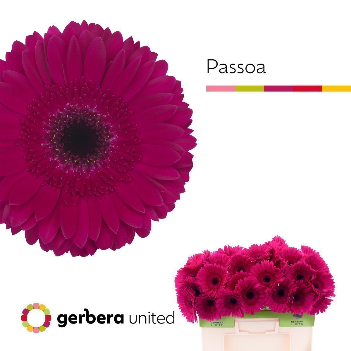 Срезанные цветы оптом Gerbera passoa от 40шт. из Голландии с доставкой по России