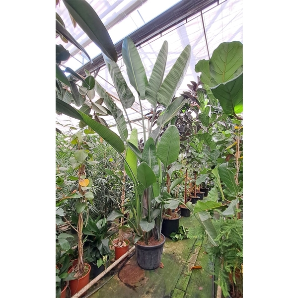 Горшечные цветы и растения оптом Strelitzia Nicolai Bush от 1шт из Голландии с доставкой по России