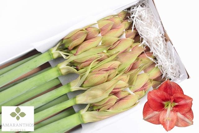 Срезанные цветы оптом Hippeastrum coral flame от 15шт из Голландии с доставкой по России Срезанные цветы оптом Hippeastrum coral flame от 15шт из Голландии с доставкой по России