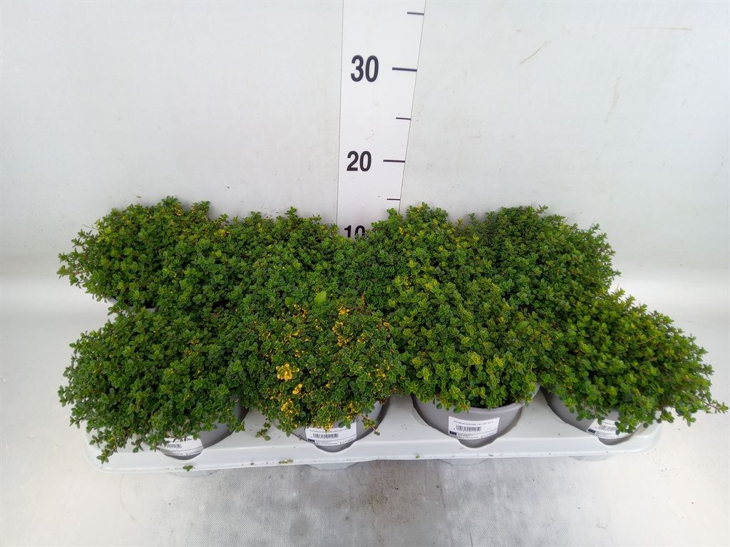 Горшечные цветы и растения оптом Thymus Citriodorus от 8шт из Голландии с доставкой по России