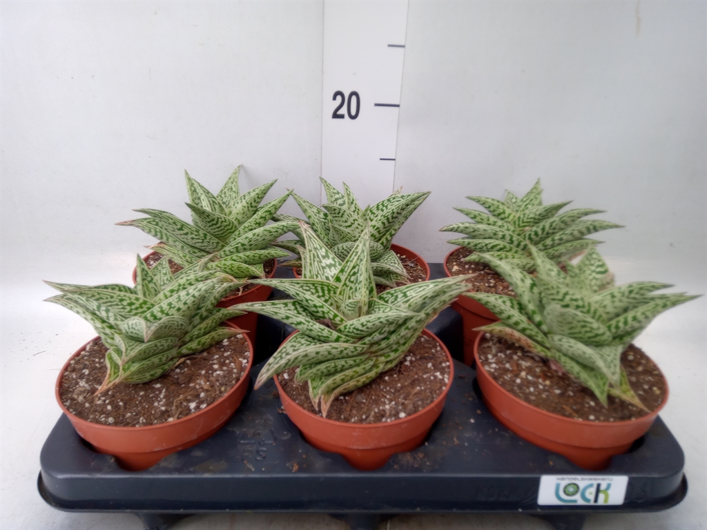 Горшечные цветы и растения оптом Aloe   ... от 6шт из Голландии с доставкой по России