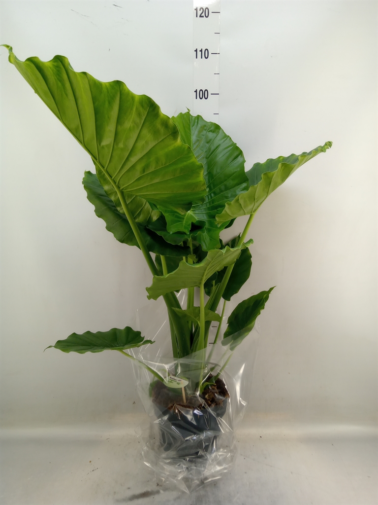 Горшечные цветы и растения оптом Alocasia Gageana от 1шт (для телеги) из Голландии с доставкой по России
