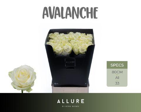 Срезанные цветы оптом Rosa large avalanche+ Allure от 40шт из Голландии с доставкой по России