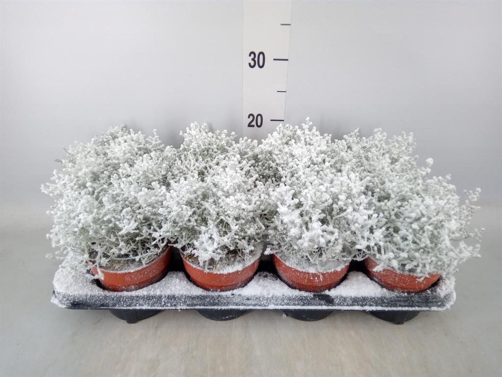 Горшечные цветы и растения оптом Leucophyta Brownii от 8шт из Голландии с доставкой по России