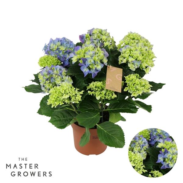 Горшечные цветы и растения оптом Hydrangea Blue 9-10 Flowers от 6шт из Голландии с доставкой по России