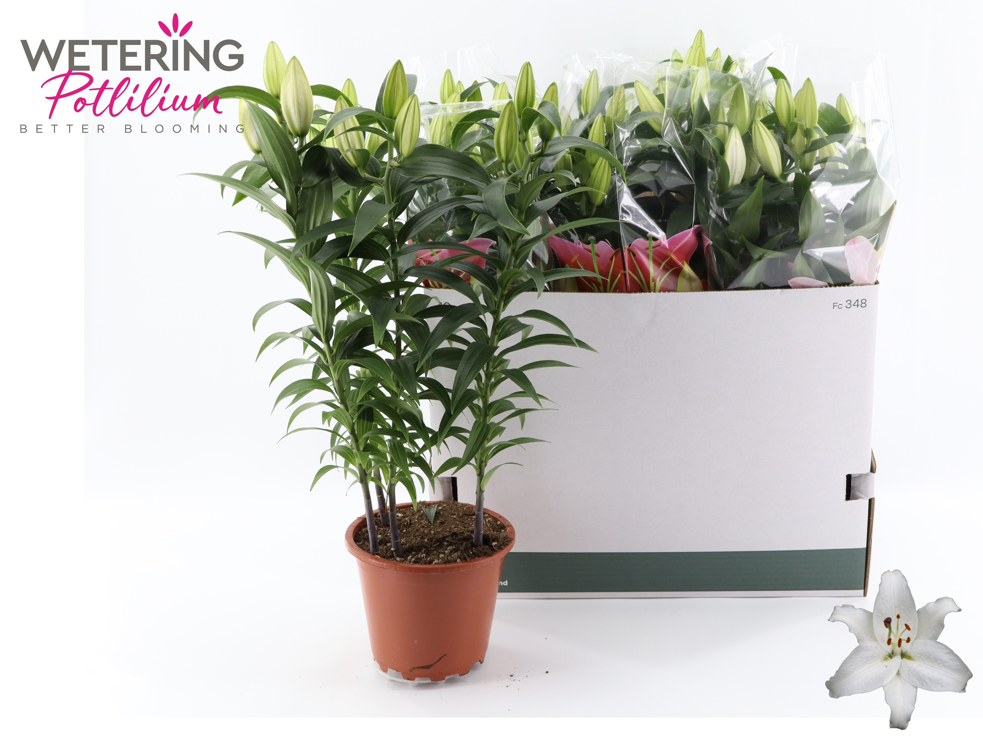 Горшечные цветы и растения оптом Lil Or Sun Bahamas от 5шт из Голландии с доставкой по России