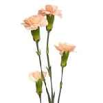 Срезанные цветы оптом Dianthus sp hamada от 100шт из Голландии с доставкой по России