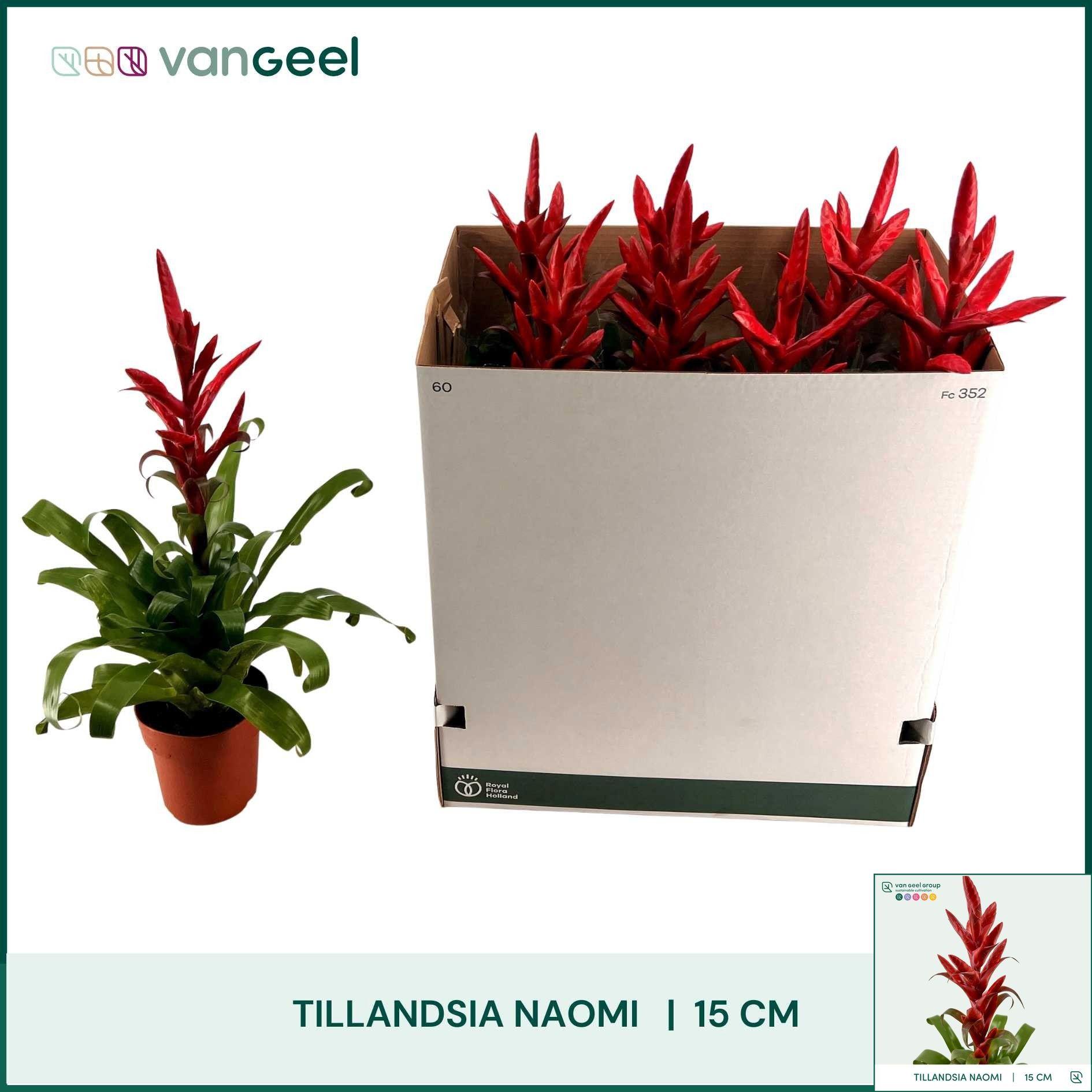 Горшечные цветы и растения оптом Till Naomi от 7шт из Голландии с доставкой по России