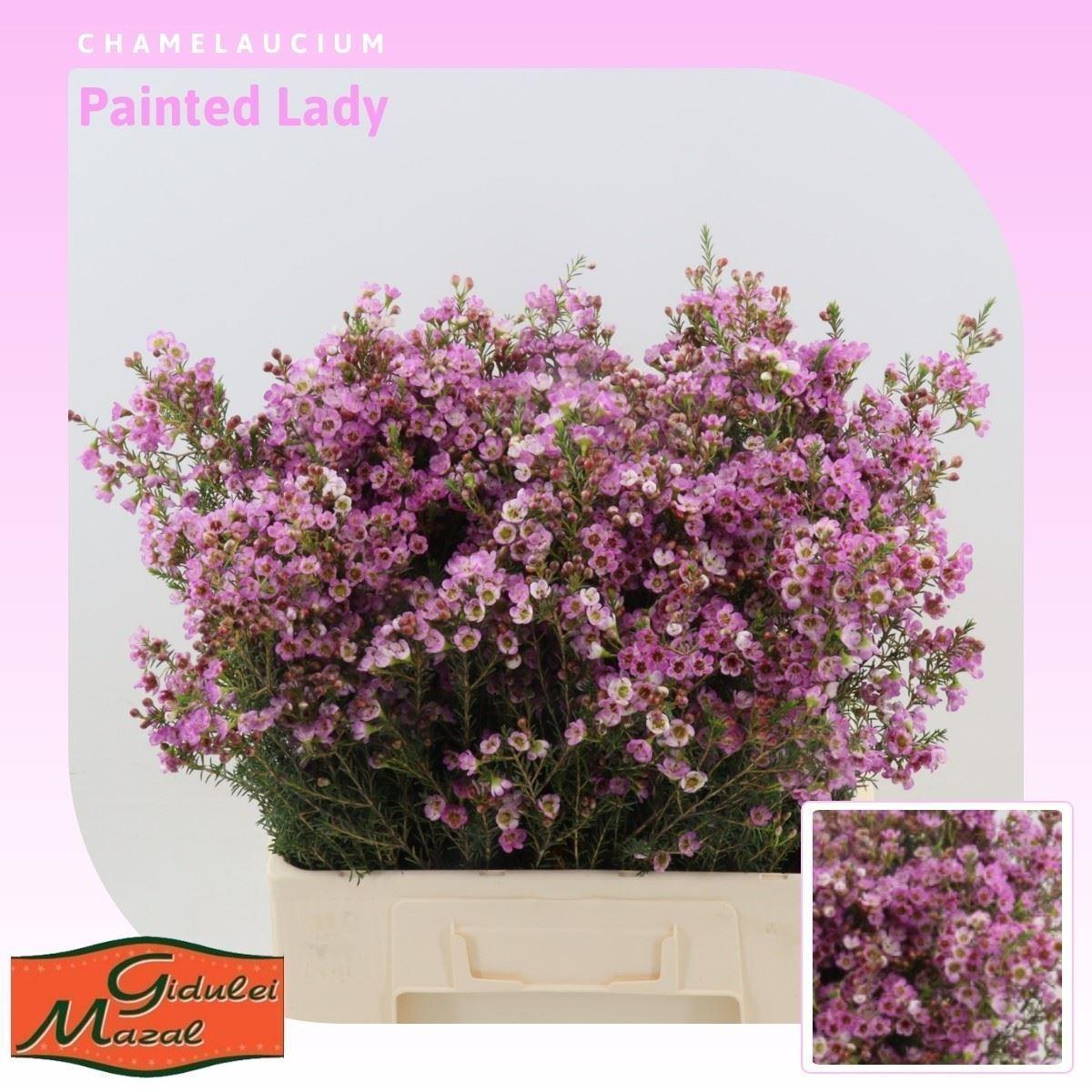 Срезанные цветы оптом Chamelaucium painted lady от 100шт из Голландии с доставкой по России