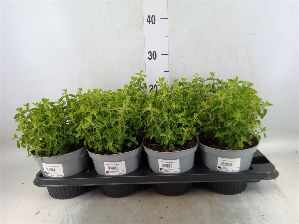 Горшечные цветы и растения оптом Origanum Vulgare от 8шт из Голландии с доставкой по России