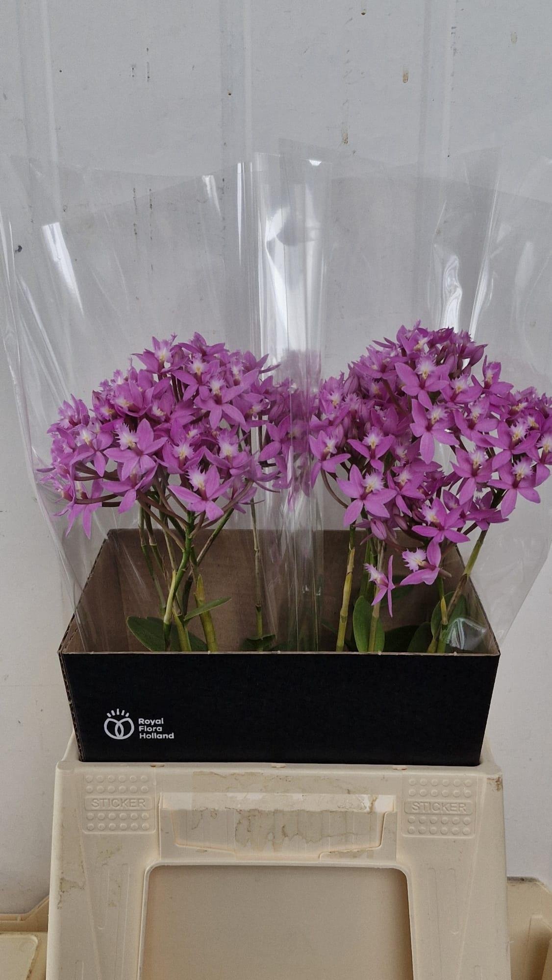Срезанные цветы оптом Orchid epidendrum pink от 14шт из Голландии с доставкой по России