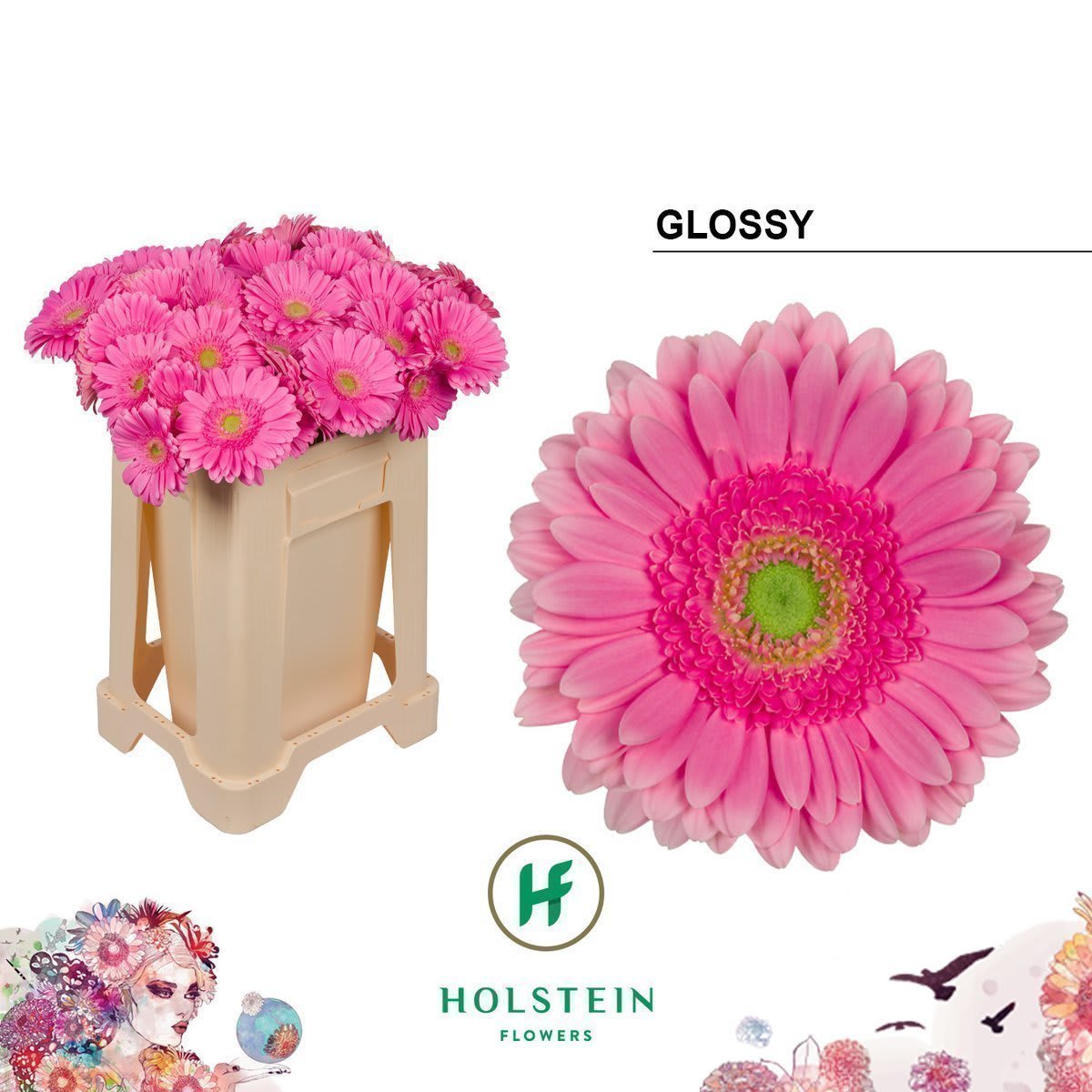 Срезанные цветы оптом Gerbera glossy от 40шт из Голландии с доставкой по России