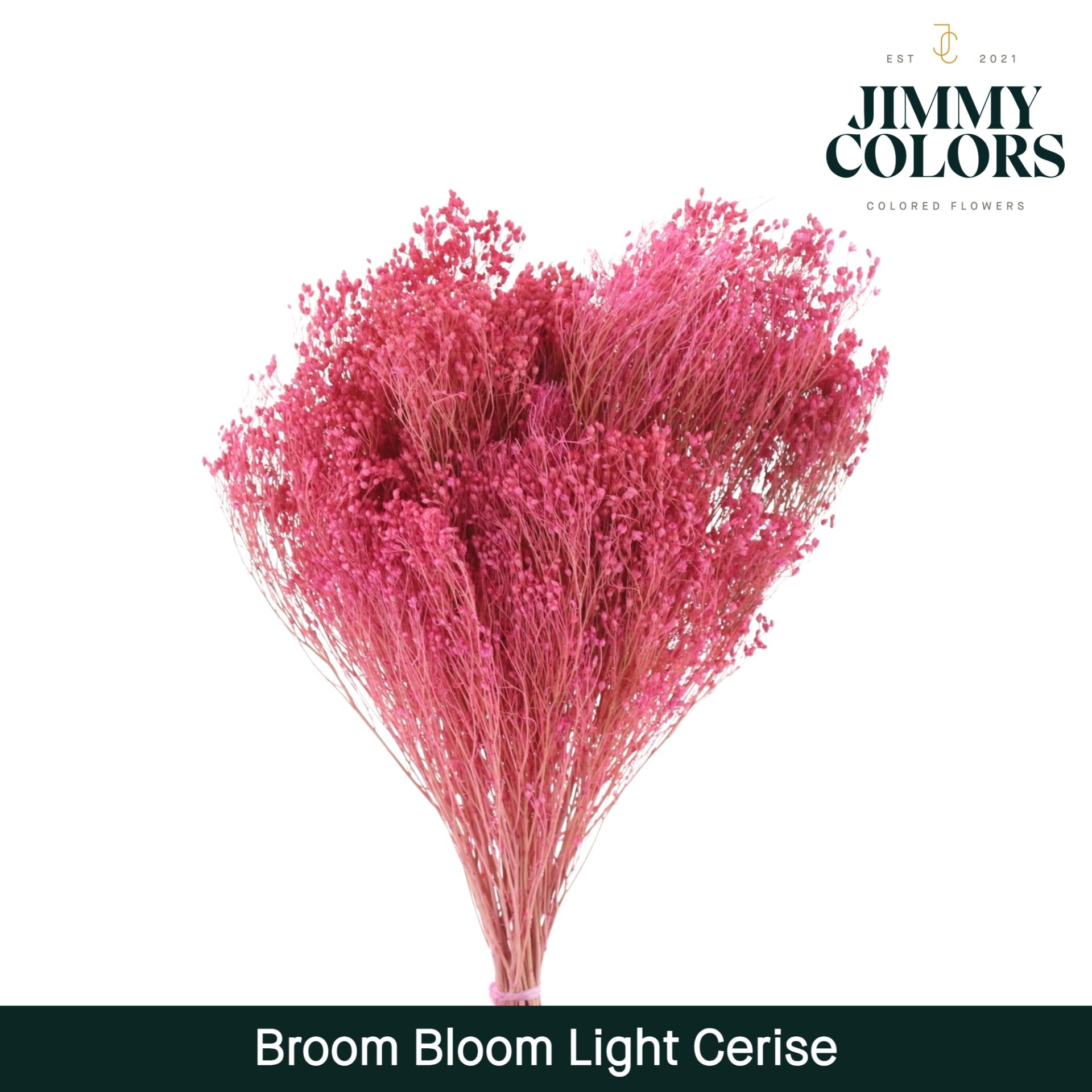 Срезанные цветы оптом Broom bloom paint cerise light от 5шт из Голландии с доставкой по России