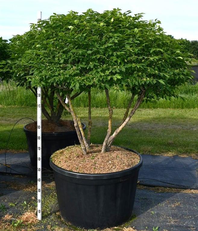 Горшечные цветы и растения оптом Euonymus Alat Compactus A от 1шт из Голландии с доставкой по России