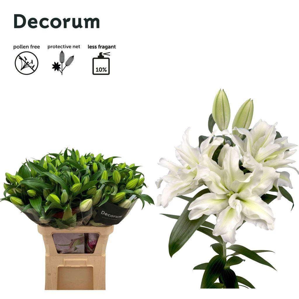 Срезанные цветы оптом Lilium or dbl roselily aisha от 30шт из Голландии с доставкой по России