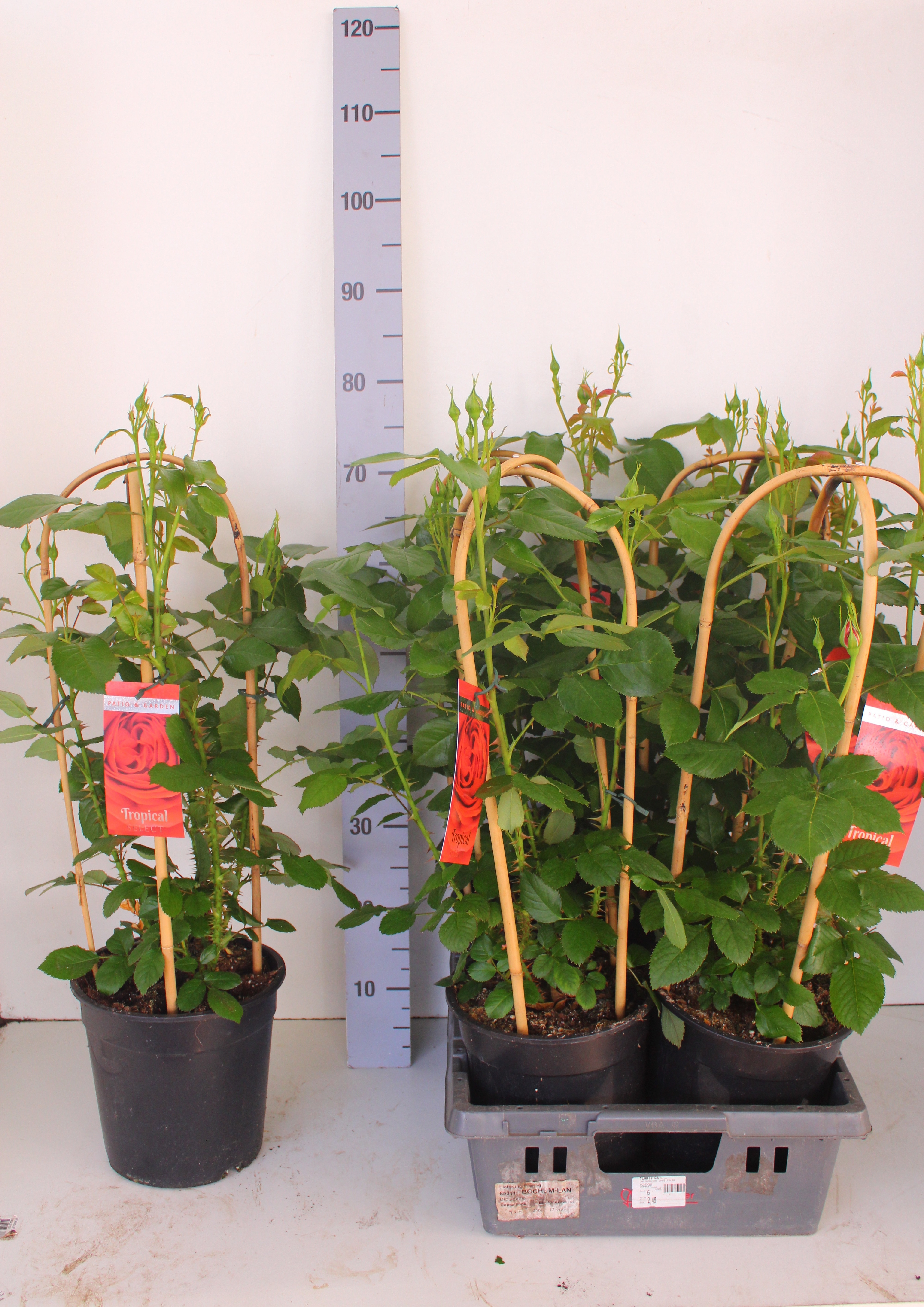 Горшечные цветы и растения оптом Rosa Fl Trop Select от 4шт из Голландии с доставкой по России