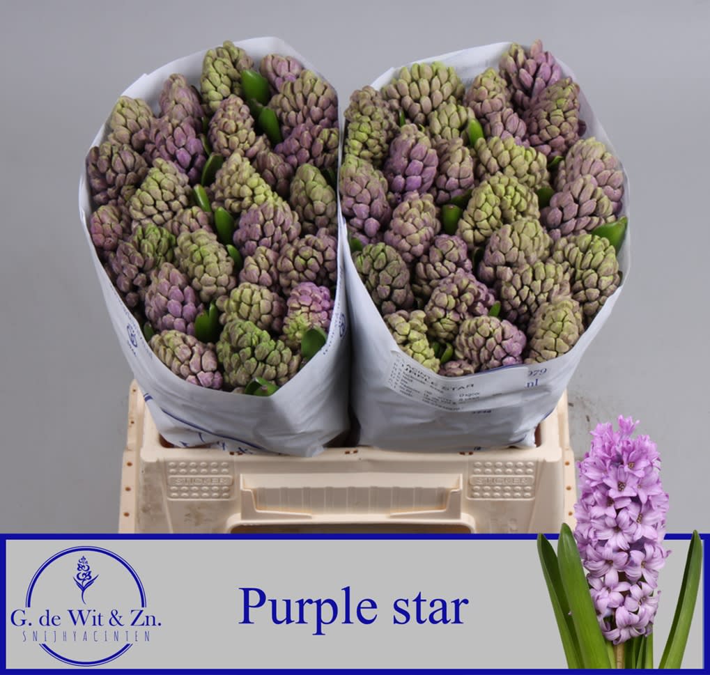 Срезанные цветы оптом Hyacinthus purple star от 50шт. из Голландии с доставкой по России