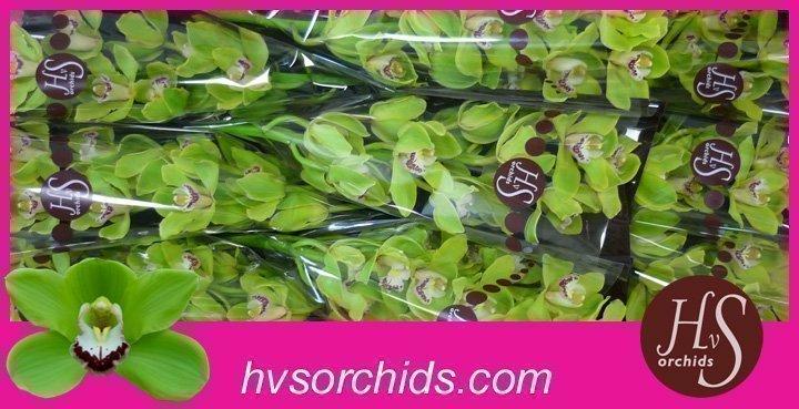 Срезанные цветы оптом Cymbidium green anderson от 10шт из Голландии с доставкой по России