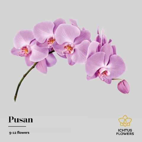 Срезанные цветы оптом Phalaenopsis anthura pusan (per stem) от 6шт... из Голландии с доставкой по России