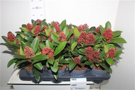 Горшечные цветы и растения оптом Skim J Rubella 3-5 от 8шт из Голландии с доставкой по России