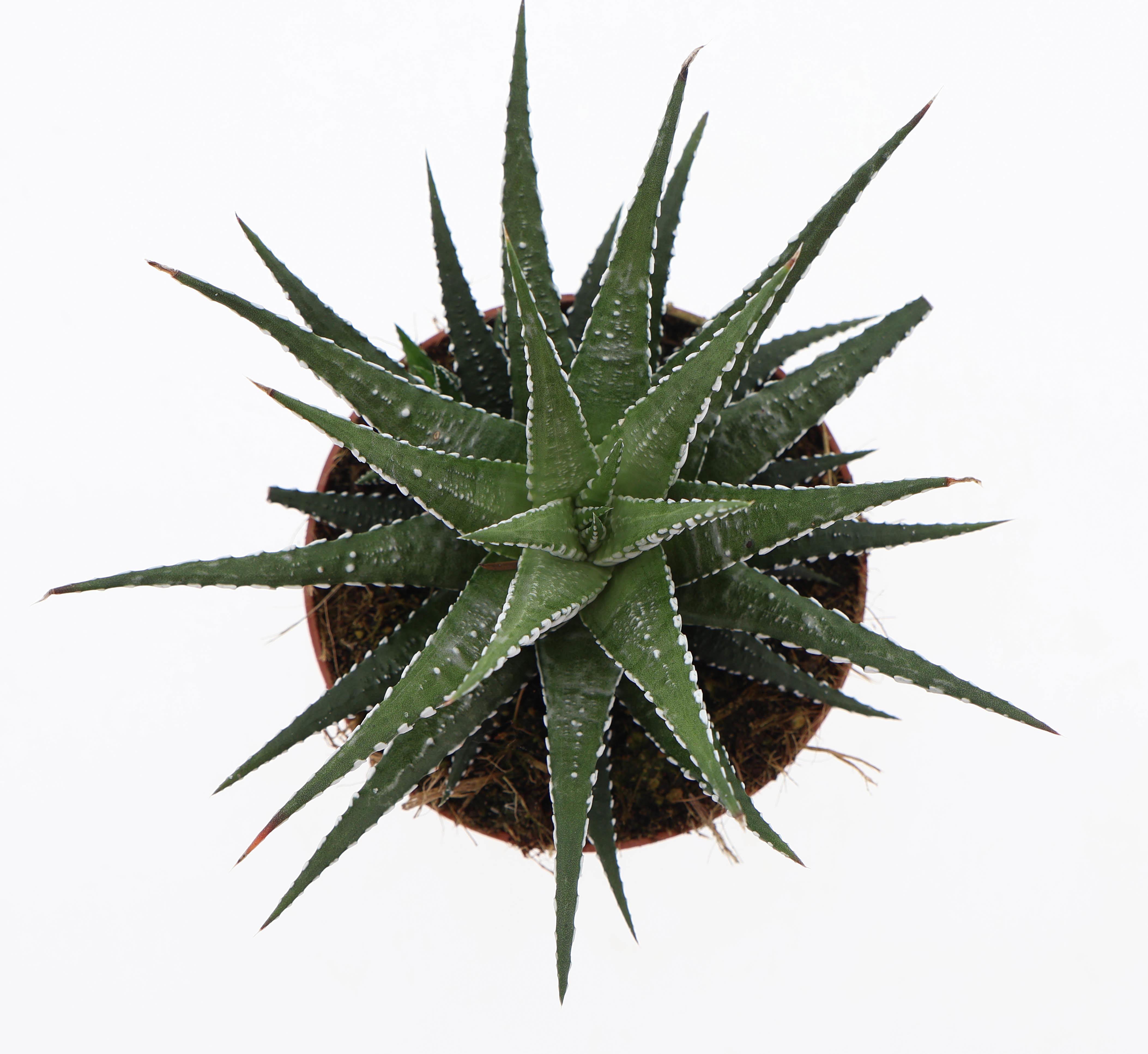 Горшечные цветы и растения оптом Haworthia Fasciata Big Band от 8шт из Голландии с доставкой по России