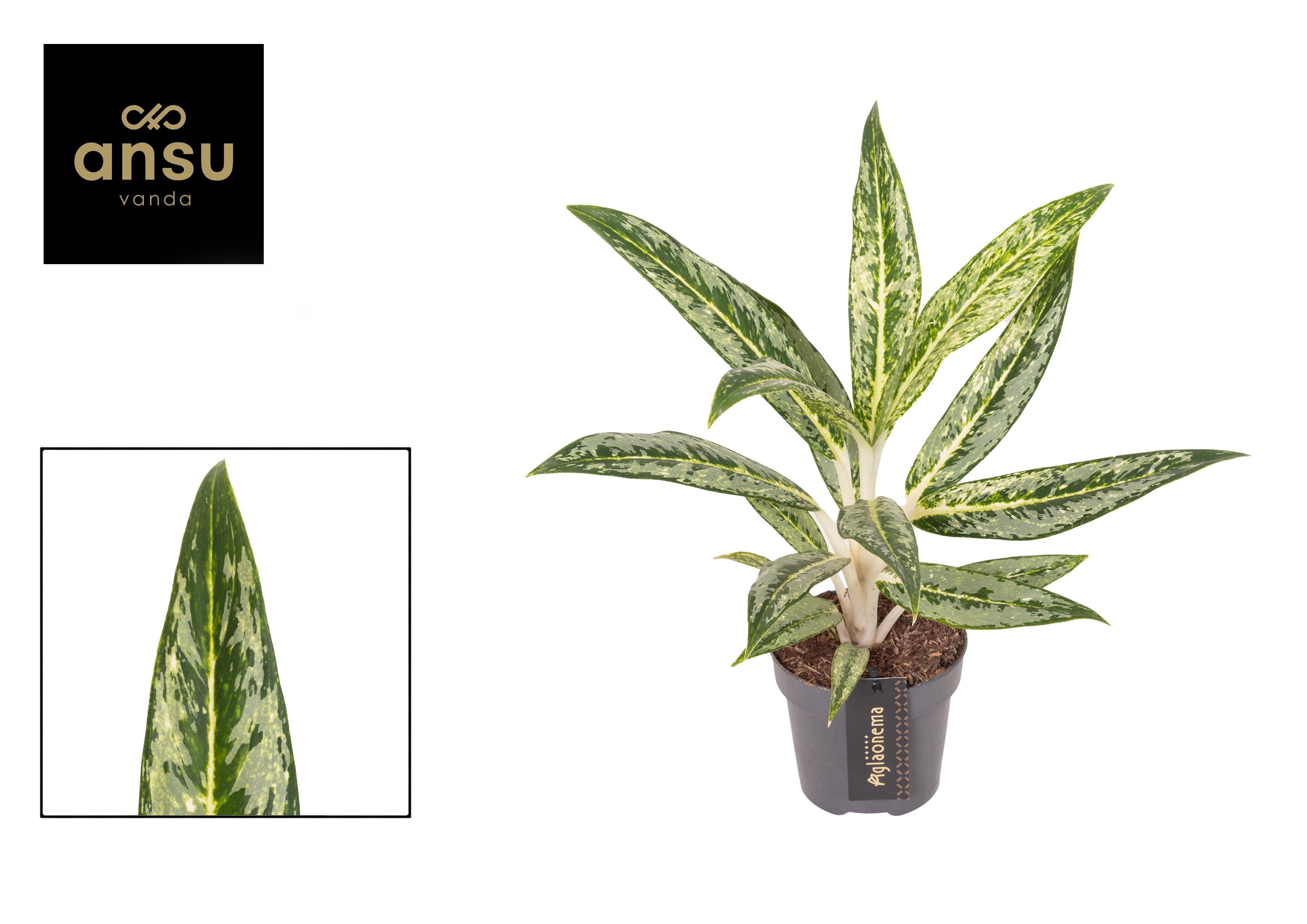 Горшечные цветы и растения оптом Aglaonema Matcha Lemon от 6шт из Голландии с доставкой по России