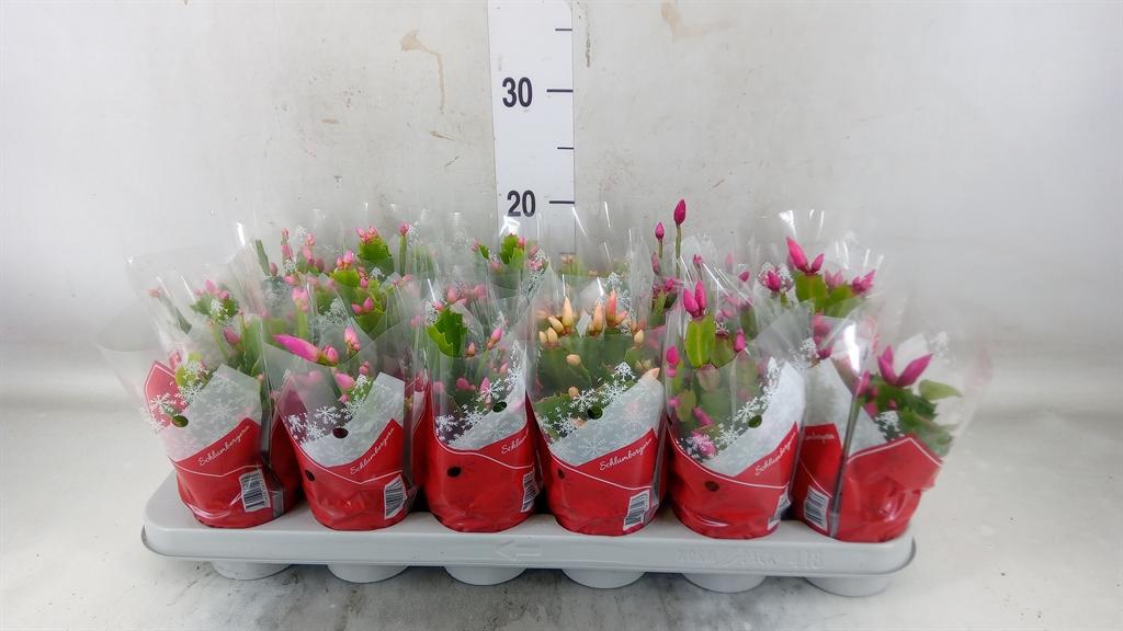 Горшечные цветы и растения оптом Schlumbergera   ...mix 3 от 18шт (для телеги) из Голландии с доставкой по России