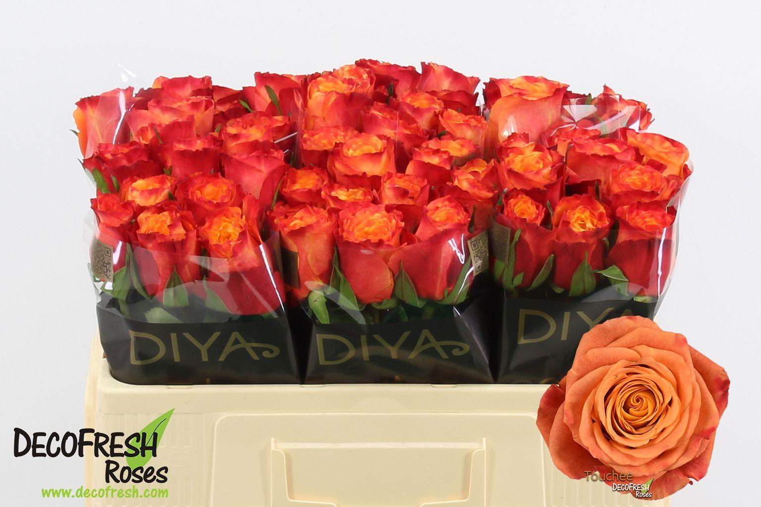 Срезанные цветы оптом Rosa large touchee+ от 50шт из Голландии с доставкой по России