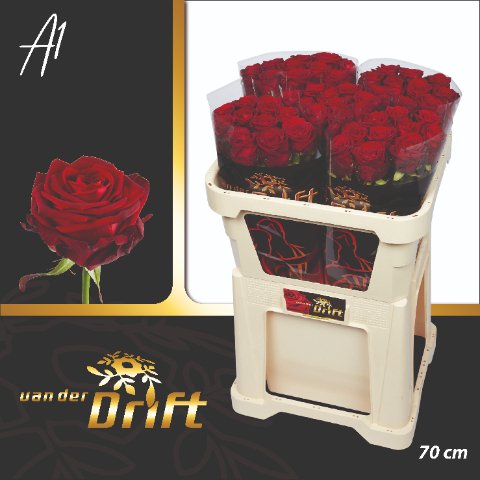 Срезанные цветы оптом Rosa large red naomi! Drift от 50шт из Голландии с доставкой по России