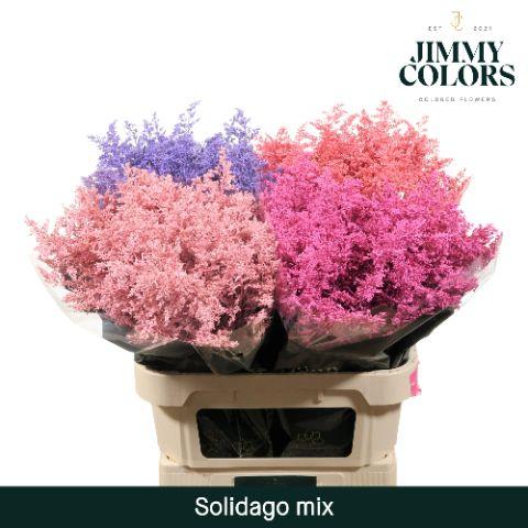 Срезанные цветы оптом Solidago paint mix in bucket от 100шт. из Голландии с доставкой по России