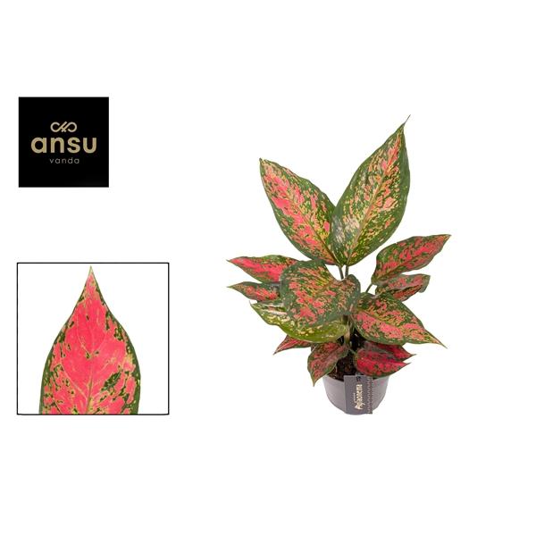 Горшечные цветы и растения оптом Aglaonema Strawberry Baby от 6шт из Голландии с доставкой по России