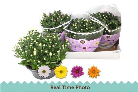 Горшечные цветы и растения оптом Chrysant Carnaval от 3шт из Голландии с доставкой по России