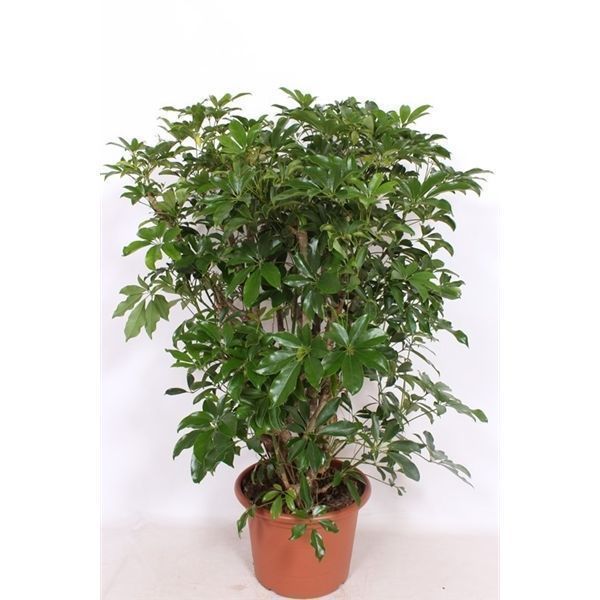 Горшечные цветы и растения оптом Schefflera Compacta Bush от 1шт из Голландии с доставкой по России