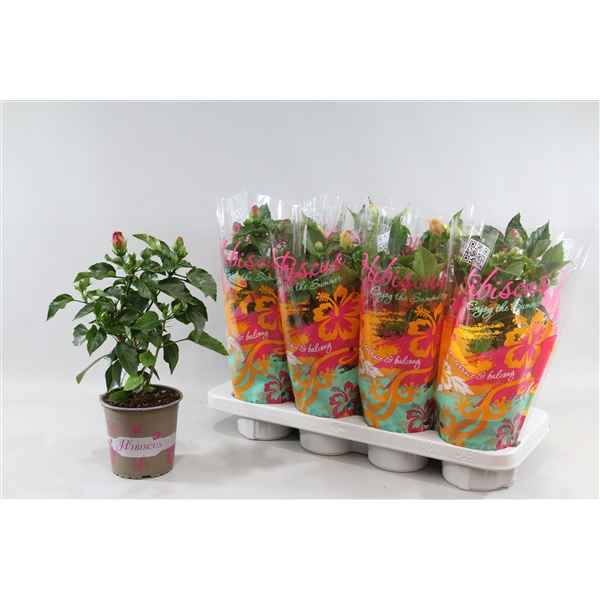 Горшечные цветы и растения оптом Hibiscus Mix 3+ In Sleeve от 8шт из Голландии с доставкой по России