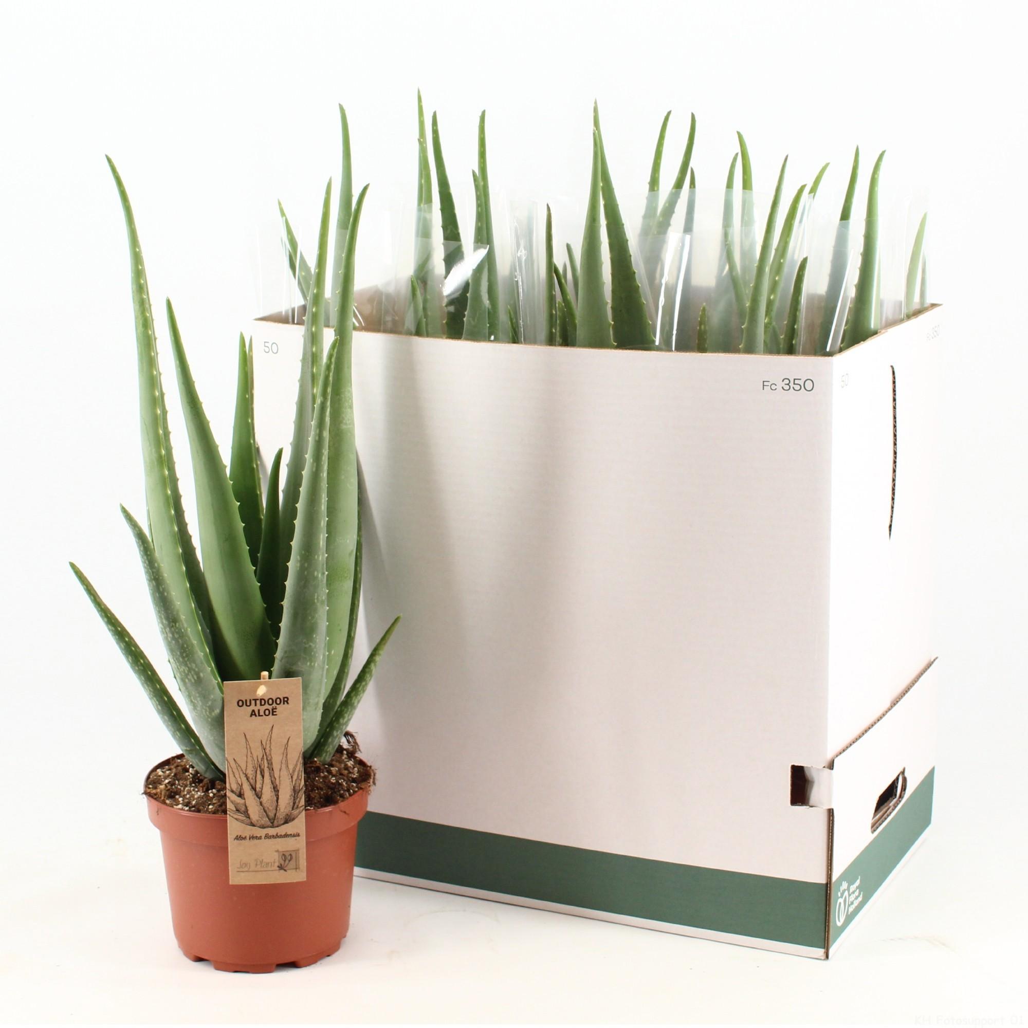 Горшечные цветы и растения оптом Aloe Vera от 5шт из Голландии с доставкой по России