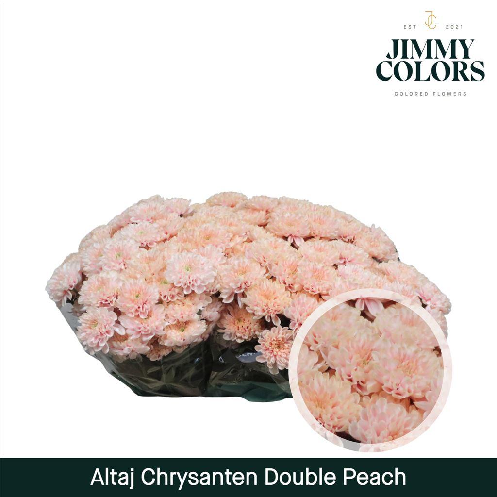 Срезанные цветы оптом Chrys sp paint altaj double peach от 40шт из Голландии с доставкой по России